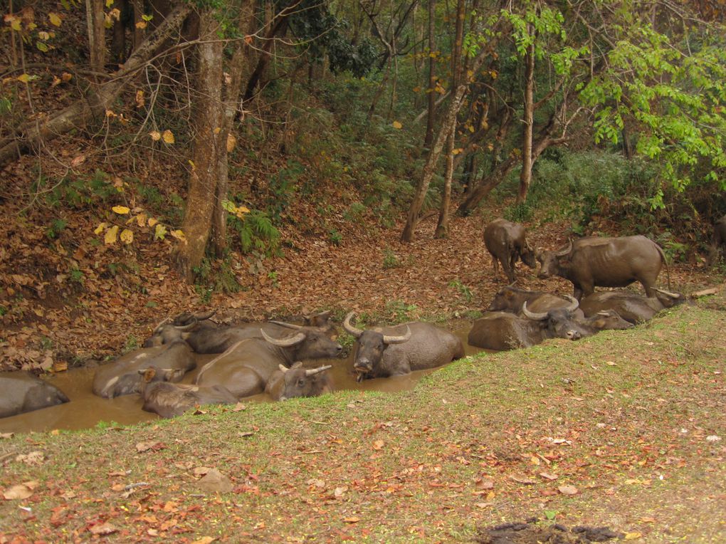 Album - THAILANDE---Chang-Mai---Trip-moto