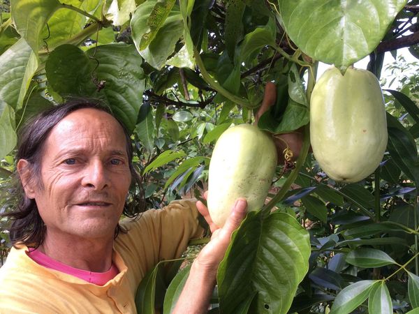 pour les ignorants et les citadins, cet énorme fruit est une Barbadine . . un fruit de la Passion gouteux !