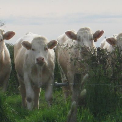 Le Musée de l'Elevage et du Charolais ouvre ses portes du 1er au 31 Août 2024 Du mardi au dimanche de 10h à 17h Fermé le lundi Le jeudi 15 Août, le Musée ouvre de 10 h à 17 h