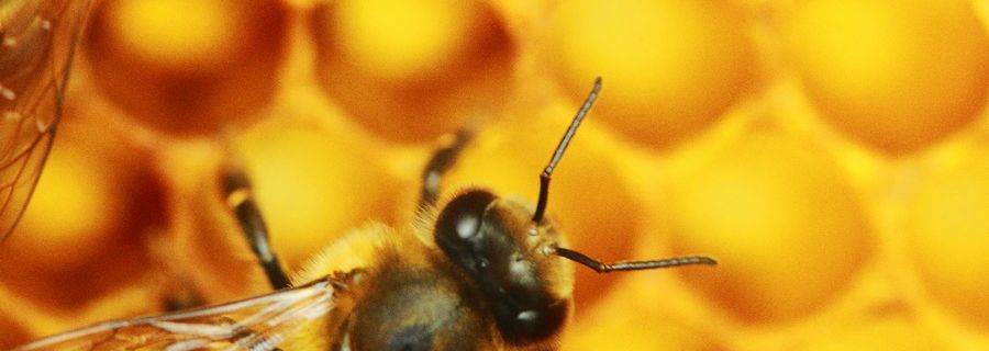 La vie en société des abeilles