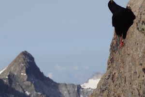 Pierre Allain à la Meije (Ecrins)