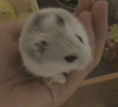 Nettoyer une plaie chez le hamster nain russe