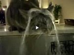 Le chat qui boit et prend sa douche au robinet (vidéo)