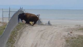 Man Attacked By Bison http://t.co/OQFW93csJF