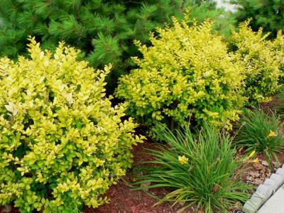 Les plantes et arbres à feuillage dore ou jaune. Golden foliage plants and yellow leaves.
