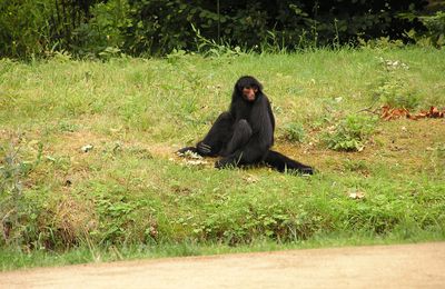 La vallée des singes