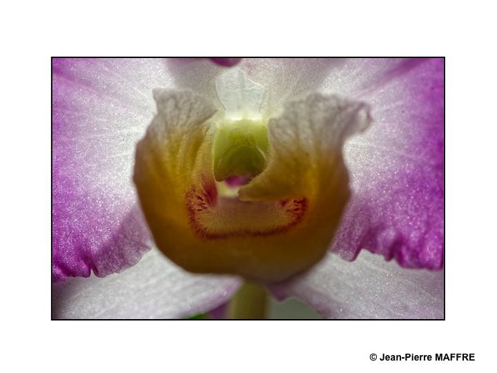 En s'approchant du cœur des orchidées on peut admirer les mystères de leur beauté fascinante.