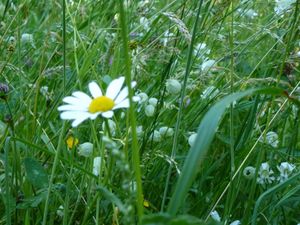 Marguerites... silènes et une ombellifère dont j'ai oublié le nom !