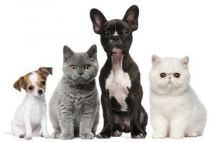 Etude rémunérée sur les soins prodigués aux chiens et chats