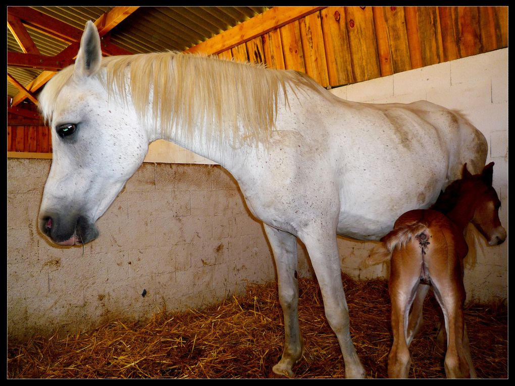 Jument pur sang arabe pure espagnole. Par Navarro III et Gual Dogan