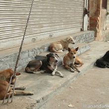 Des chiens errants sauvent une fillette d’un viol