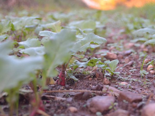 Lumières d'automne sur l'exploitation 