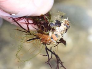 Chez les Vers annélides : un Terebellidae vivant dans un tube construit avec des fragments de coquilles et exibant de nombreux et intrigants tentacules oranges en quête de nourriture.