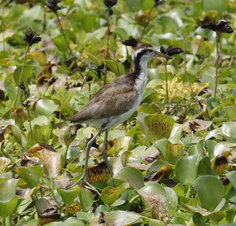 Album - Marais de Segua