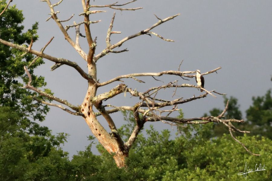 Balbuzard pécheur à Ondres et au marais d'Orx