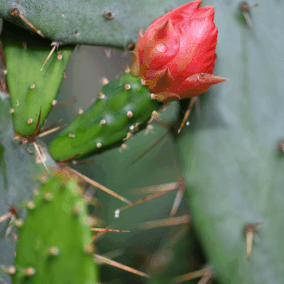 De nouveau des fleurs d'Opuntia ...