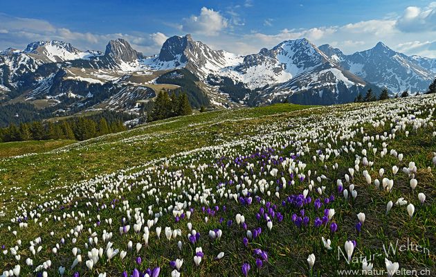 LE CROCUS DES PRAIRIES (Légende manitobaines)