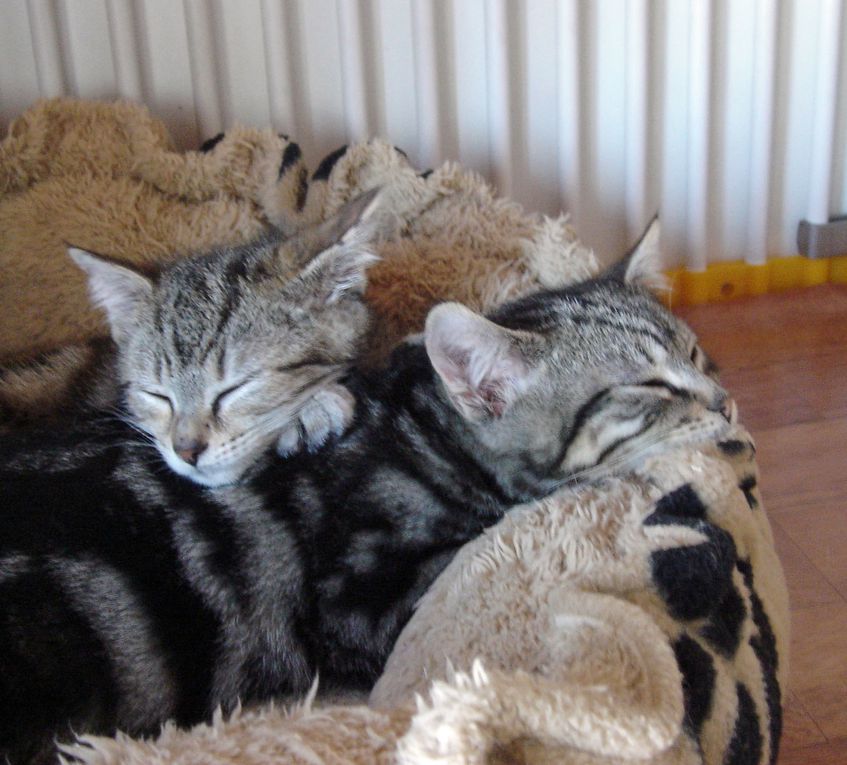 Une portée de 4 chatons nés dans le jardin d'une amie des chats et qui ont grandi entre félins. Ils doivent à présent apprendre que les humains peuvent être des alliés bienveillants !