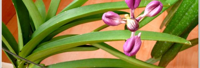 Vanda hybride 3