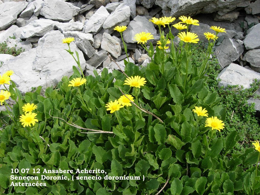 Album - flore-montagne