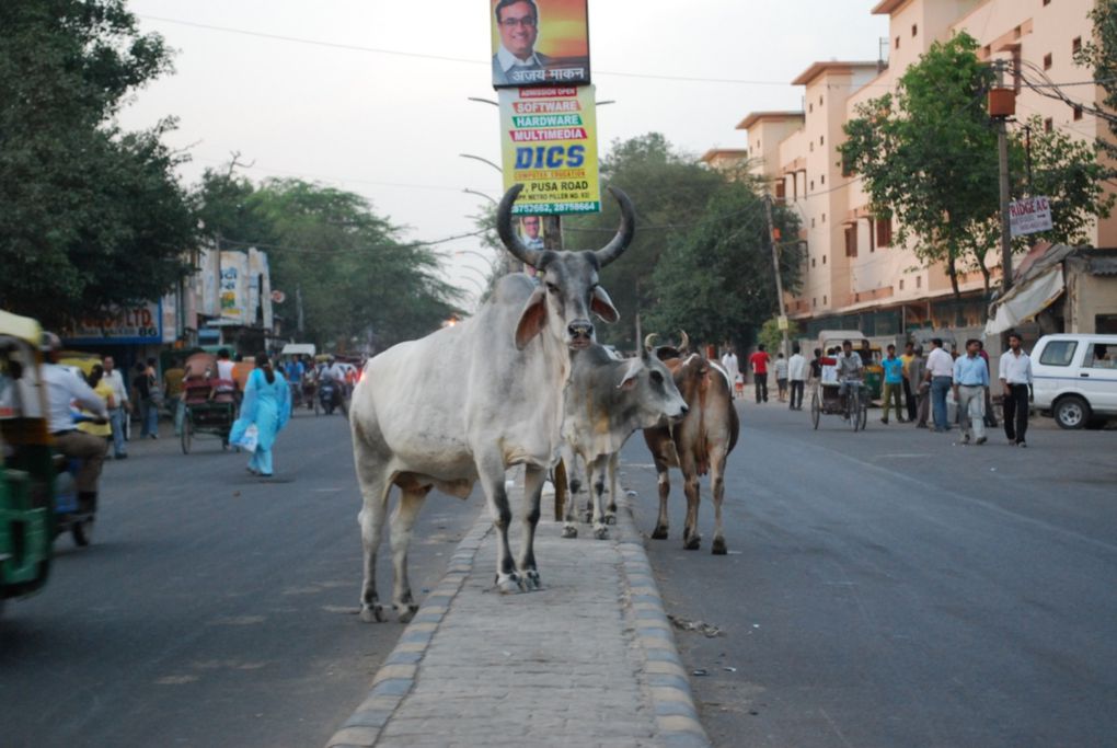 Album - Delhi