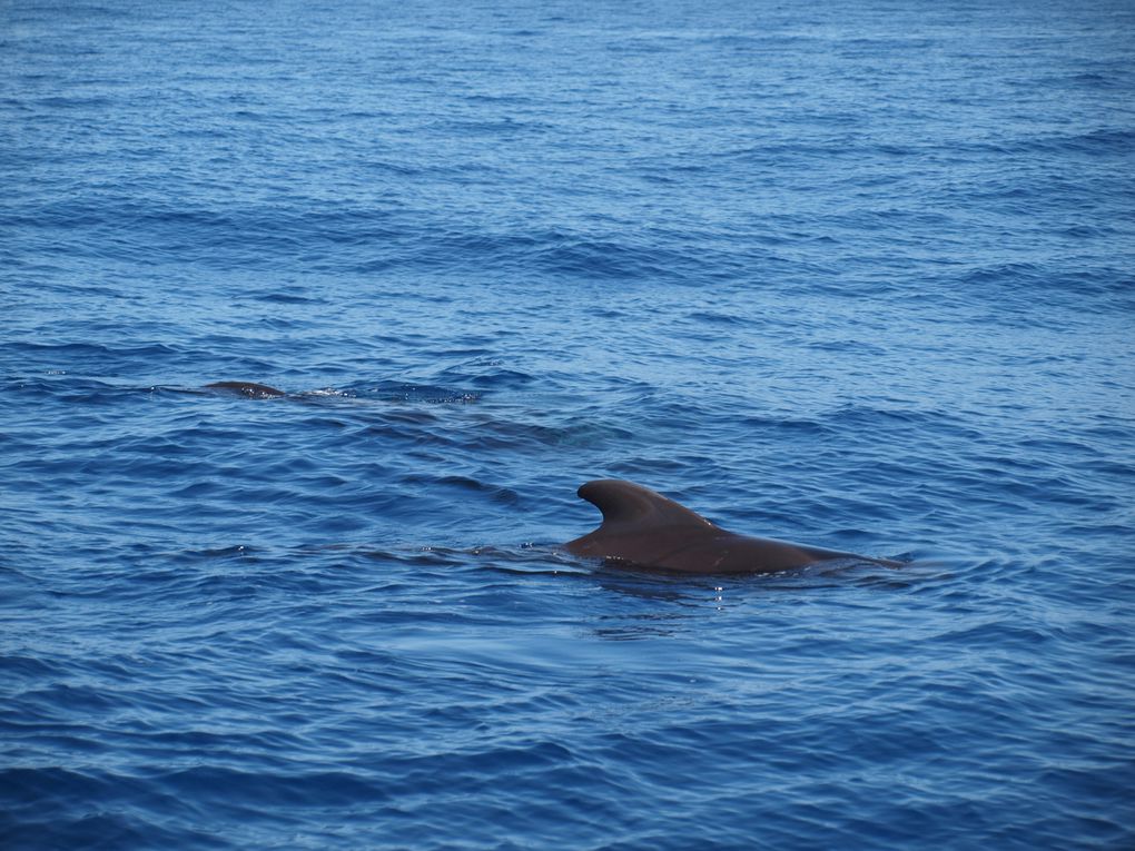 Globicephales tropicaux
(Globicephala macrorhynchus)
Population residente, Tenerife,
Iles Canaries.