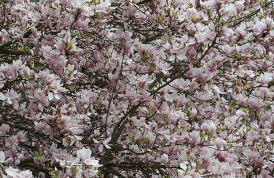 magnolias à vendome