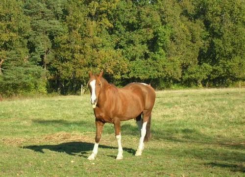 Un cheval au pré, les copains chevaux et poulains, l'alimentation, les balades, la gadoue... la belle vie quoi!