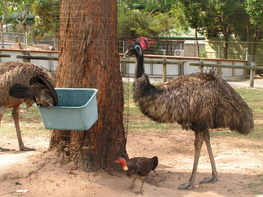 Album - Lone-Pine-Koala-Sanctuary