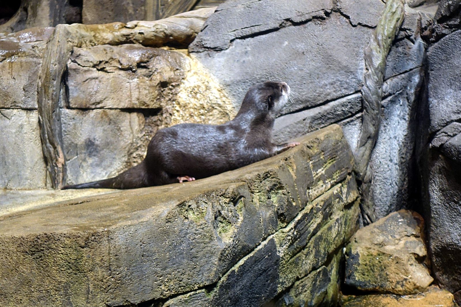 Georgia Aquarium loutre des mers