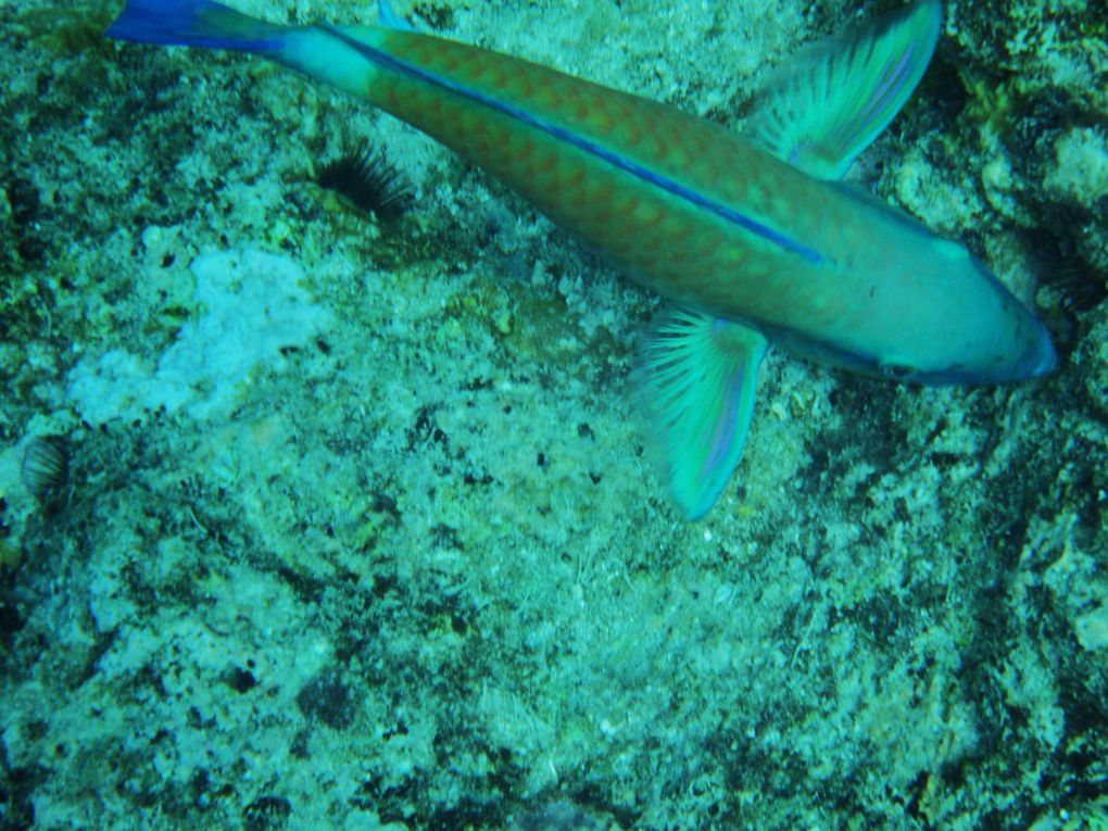 Album - 77---great-barrier-reef