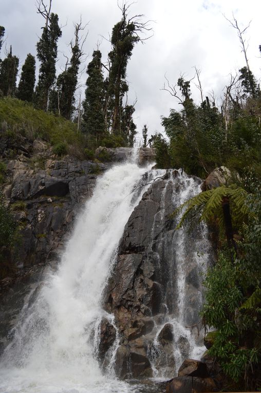 Direction les Steavensons Falls à Marysville dans les Yarra Ranges. Poursuite avec quelques vignobles de la Yarra Valley pour une dégustation de vins.