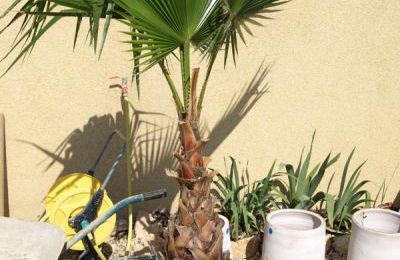 Washingtonia