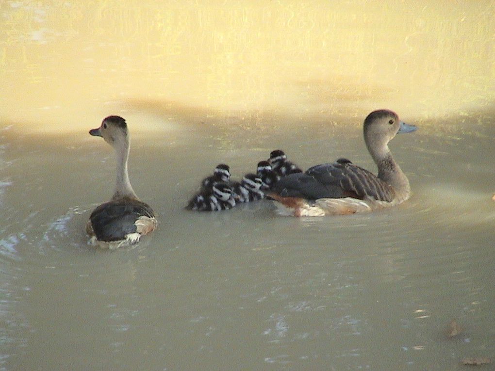 La faune du Sri Lanka