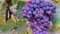 #Malvasia Producers Arizona Vineyards