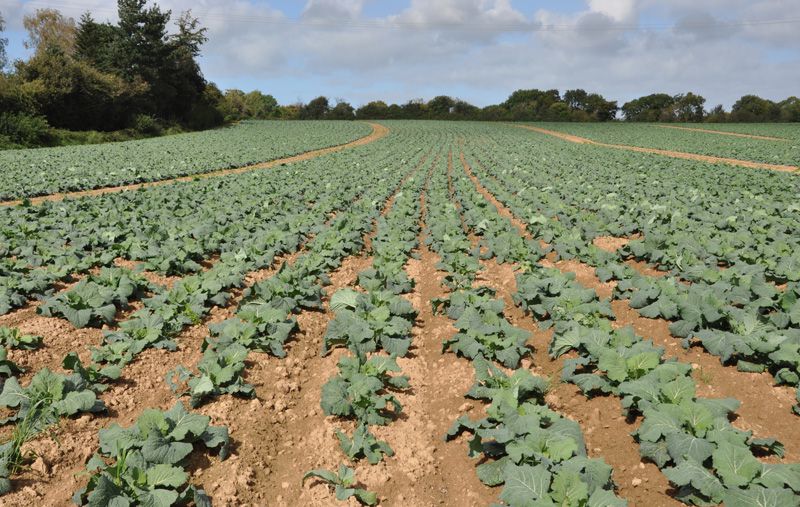 Différents types de filières dans le Val de saire