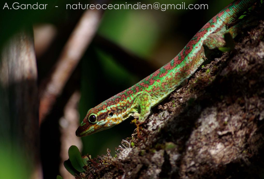 photos du Gecko vert des Hauts Phelsuma borbonica, reptile endémique de l'île de La Réunion