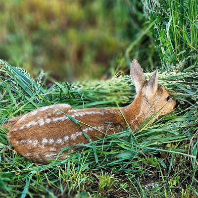 Mit der Drohne gegen den Mähtod – Wieder Rehkitzrettung in Gadheim