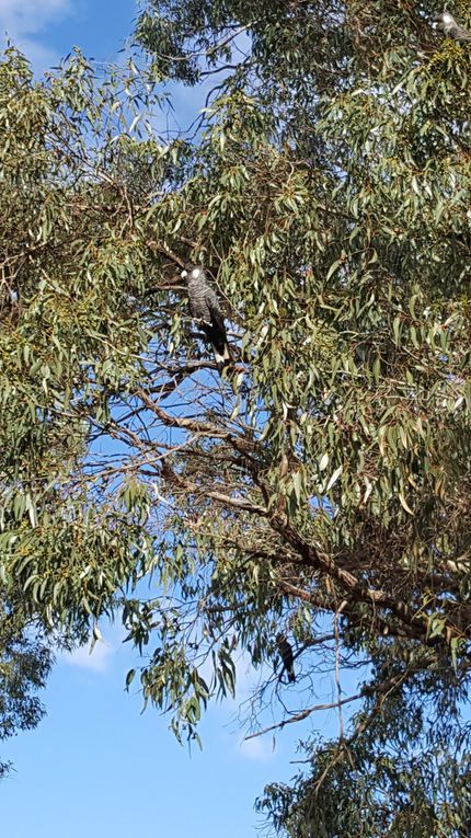 Pinnacles et Yanchep