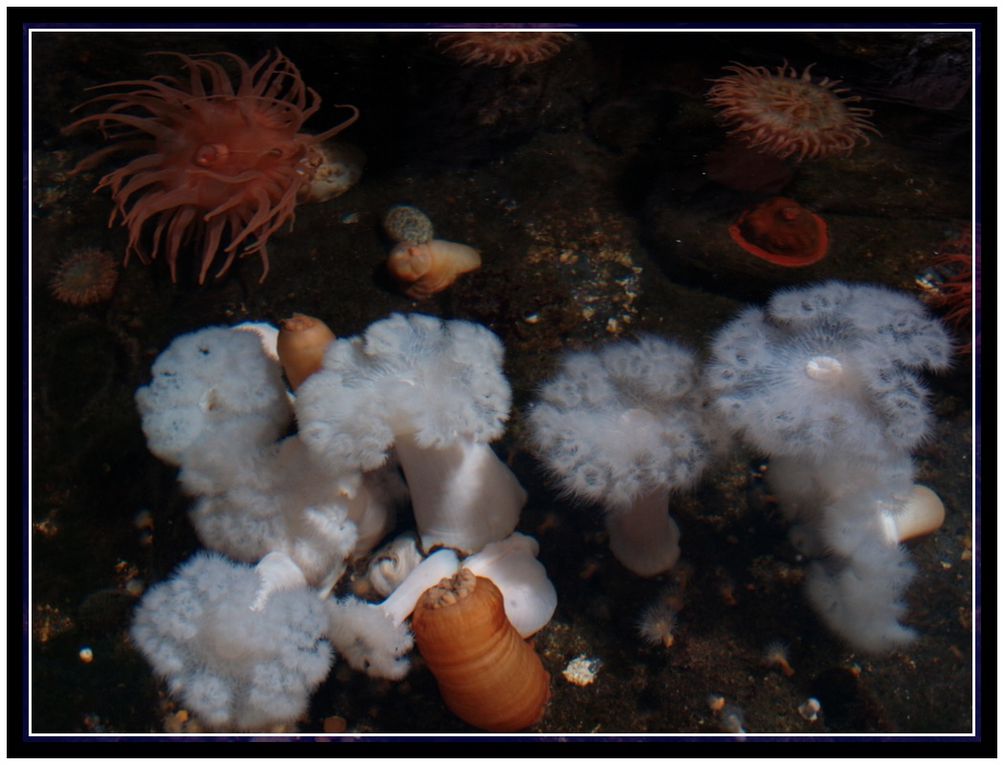 Echantillons de la biodiversité des océans à Océanopolis à Brest - Mars 2013.