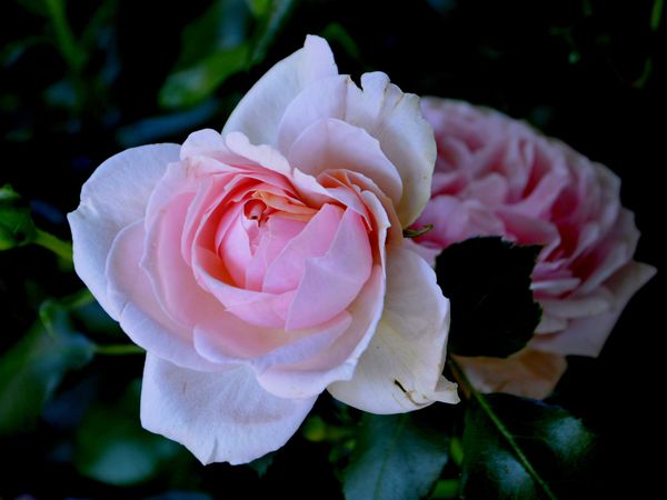 La 94ème Fête des Roses de Gerberoy avec repas partagé