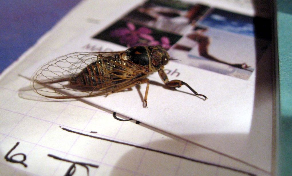 Photos d'insectes et d'araignées généralement en macro