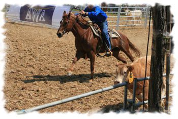 Clichés en aperçu du Team Penning 2007 Valdivienne (dep.86)