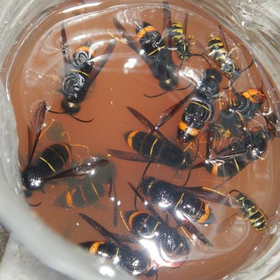 Le frelon asiatique : une calamité !