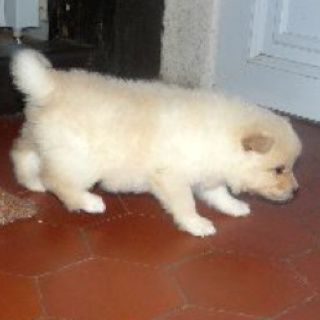 chiots finnois de laponie suomenlapinkoira puppies lapinkoira finnish lapphund cream domiino colors