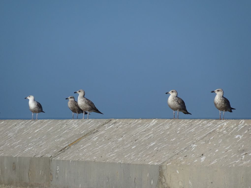 Séjour à Essaouira, Décembre 2018