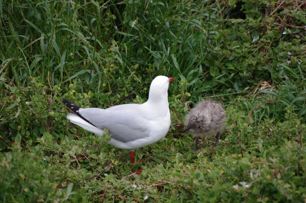 Album - Wilsons Promontory, et suite...