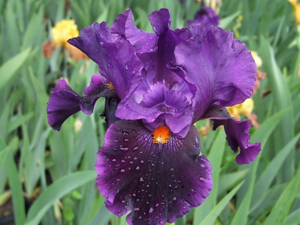 L26-LOCAL COLOR 