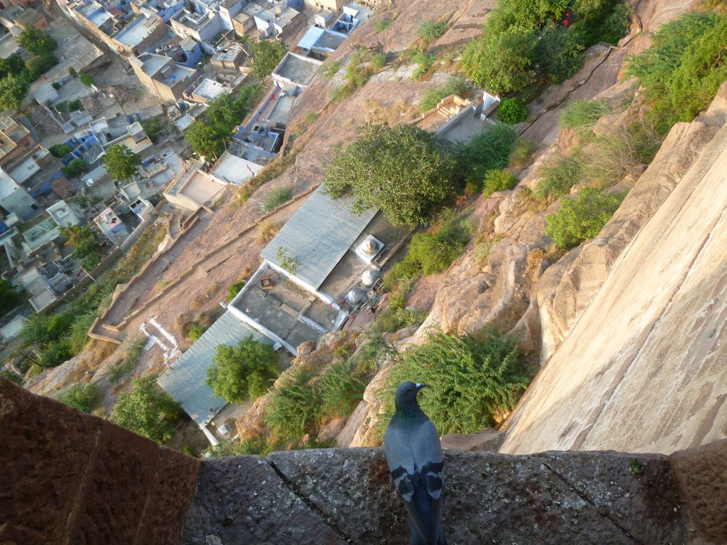 Album - Jodhpur, la Ville bleue