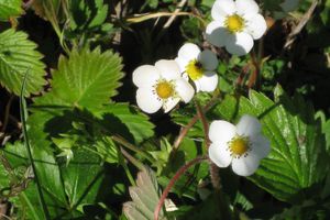 petites fleurs sauvages......